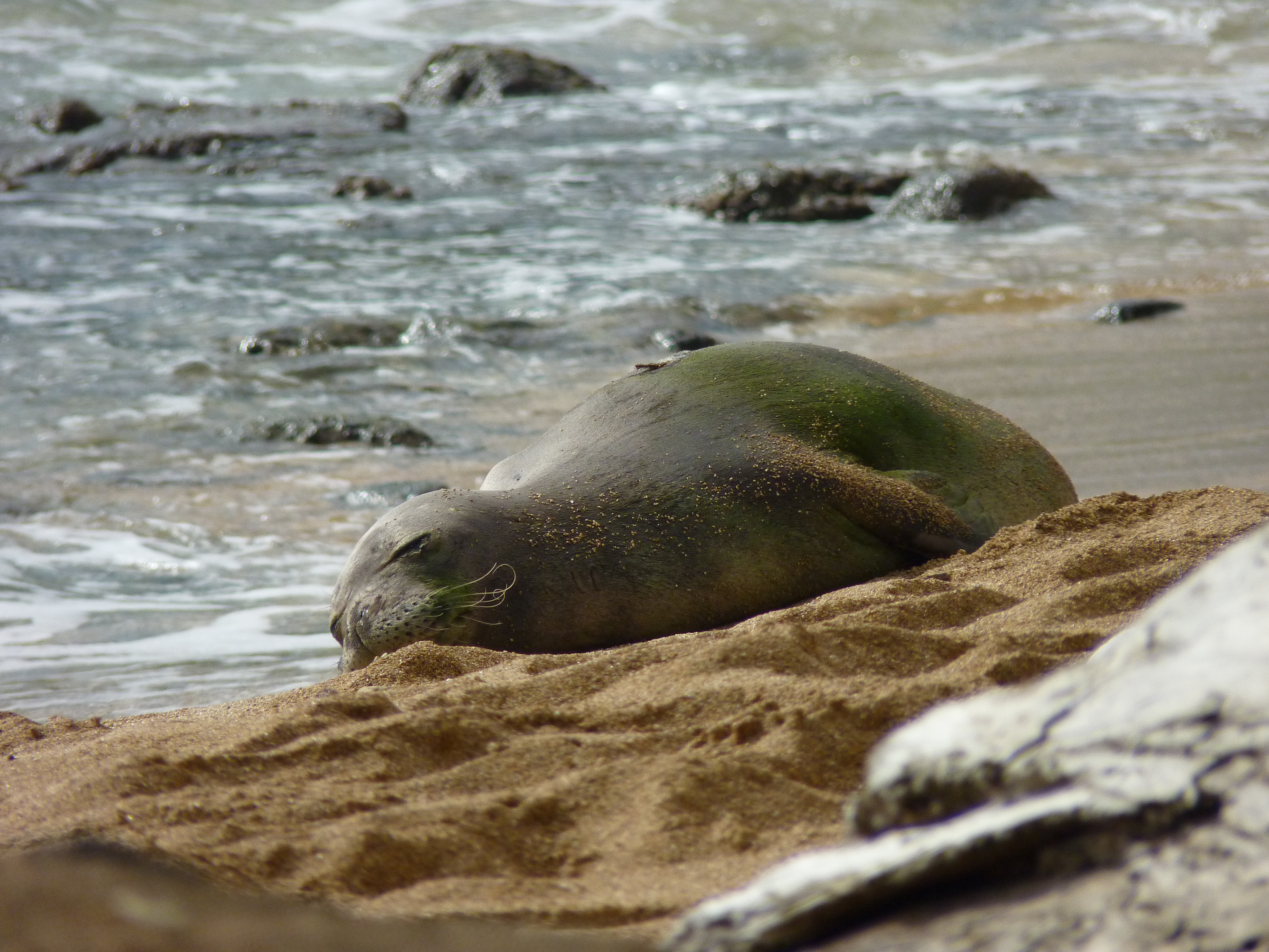 The Endangered Monk Seal