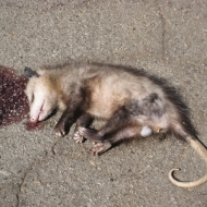 Local Possum Arrested After Outrageous Ruse