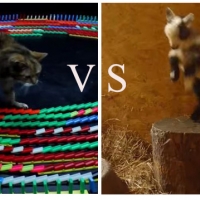 Viral [VIDEO] Throwdown:  More From the Animal Kingdom