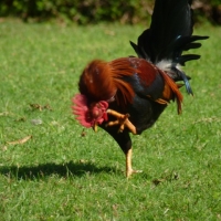 [PHOTO] of the Day:  The Chicken Dance