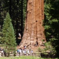 Happy Birthday Sequoia National Park