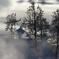 [PHOTO] of the Day:  Yellowstone Trees