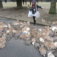 A Plague of Rabbits 