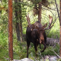[PHOTO] of the Day:  Moose Out Front Shoulda Told Ya