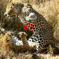 Leopard Kills - Viral [Video] Throwdown