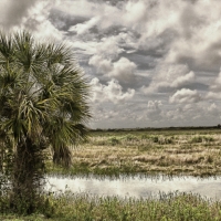 [PHOTO] of the Day:  A Lone Tree in Loxahatchee
