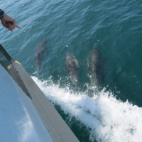 Thumbnail image for Let’s Go Whale Watching LA, Shall We? [PHOTOS]