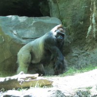 Thumbnail image for Let’s Go to the Bronx Zoo – Shall We?