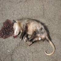 Thumbnail image for Local Possum Arrested After Outrageous Ruse