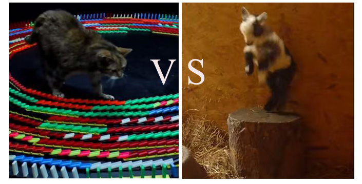 Post image for Viral [VIDEO] Throwdown:  More From the Animal Kingdom
