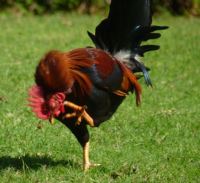 Thumbnail image for [PHOTO] of the Day:  The Chicken Dance