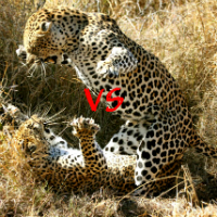 Thumbnail image for Leopard Kills – Viral [Video] Throwdown