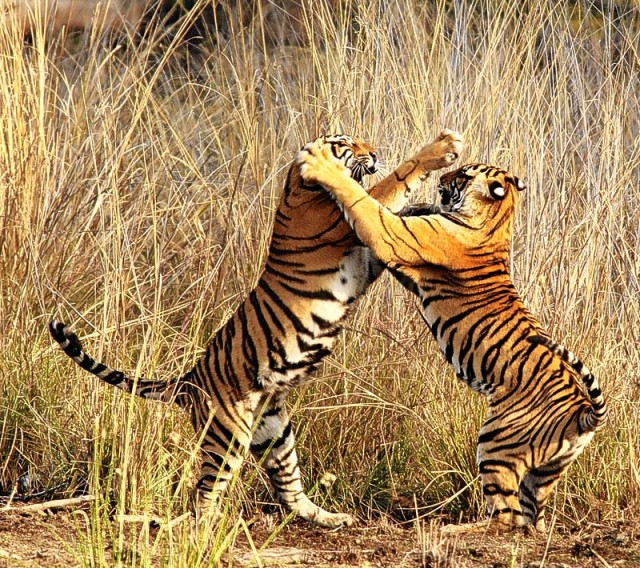 tiger fight 